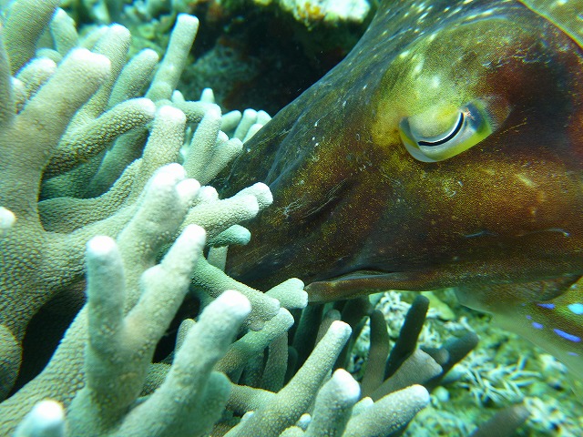 DIVE TOUR 2012-2_d0253453_7151164.jpg