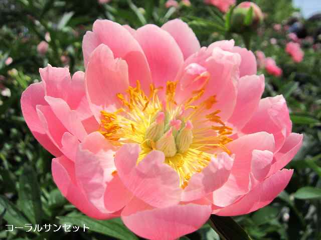 【芍薬の季節】_c0042960_1639048.jpg