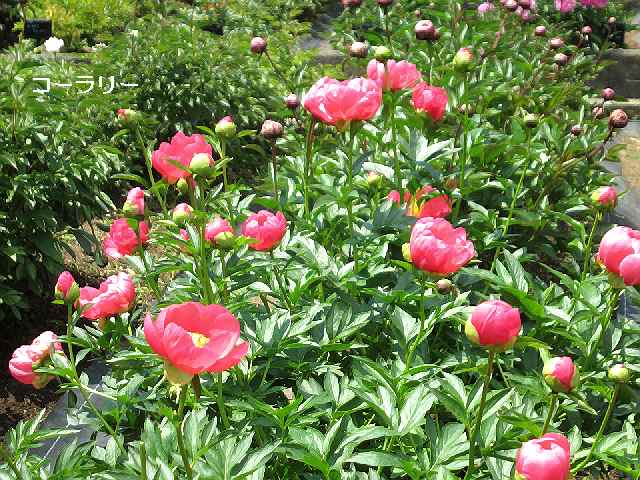 【芍薬の季節】_c0042960_1639680.jpg