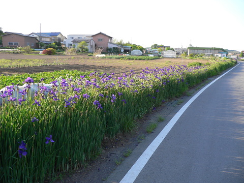 e0235963_2042659.jpg