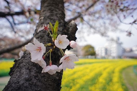 藤井寺（ふじいでら）散歩写真_c0191967_18194656.jpg