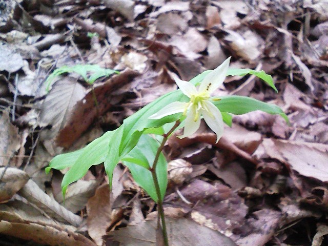 2012/04/30　御春山_d0233770_18414423.jpg