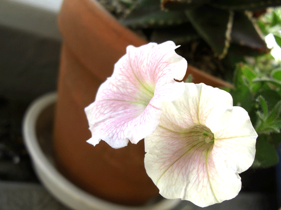 c0095679_1723910.gif