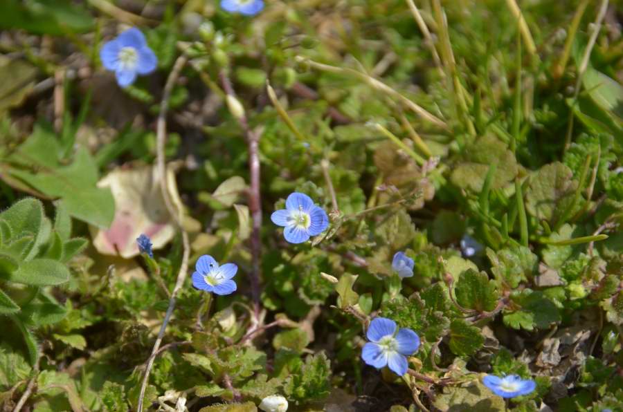 春の花に寄せて・・・百両の  石にもまけぬ  つつじ哉_b0163381_22211841.jpg