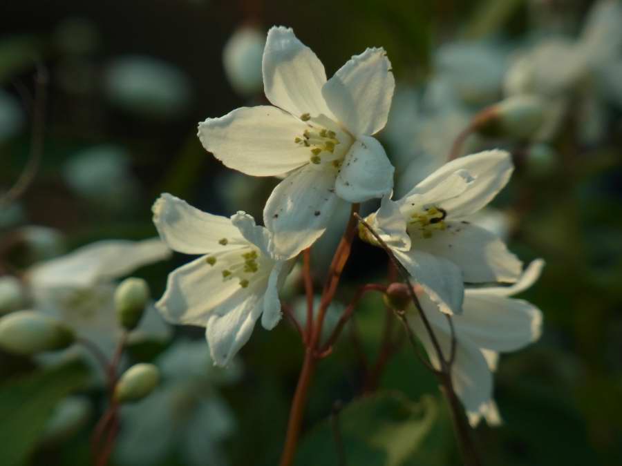 春の花に寄せて・・・百両の  石にもまけぬ  つつじ哉_b0163381_22231215.jpg