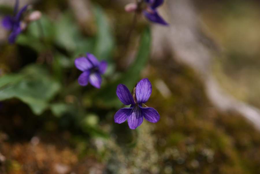 春の花に寄せて・・・百両の  石にもまけぬ  つつじ哉_b0163381_22261127.jpg