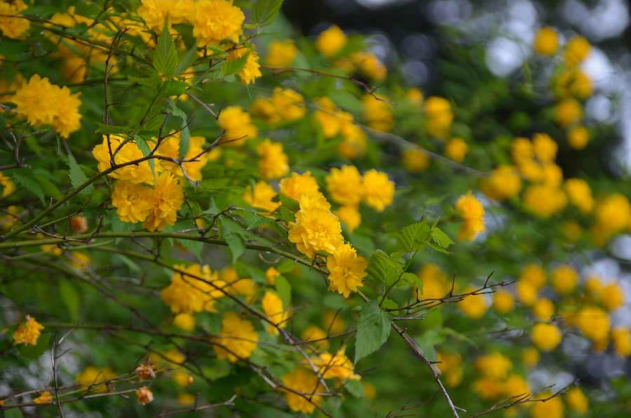 春の花に寄せて・・・百両の  石にもまけぬ  つつじ哉_b0163381_22414350.jpg