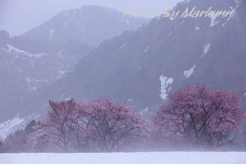 雪の中に咲く桜　ＰＲＡＴ2_e0180387_15224781.jpg