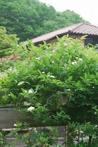 しょぼかったけど…モッコウバラ_c0124100_2238161.jpg