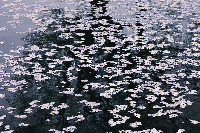 e0031502_2154588.jpg