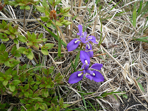 由布岳の山開き_b0014607_17225520.jpg