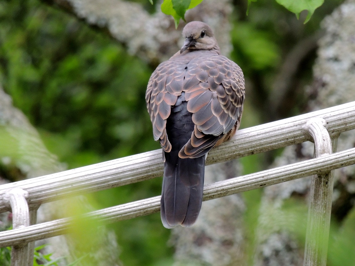 山鳩 椿壽菴だより