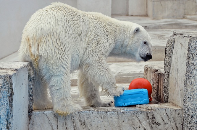 天気の回復した日曜日、円山動物園のホッキョクグマたち　～　今日のアルバムの綴りより_a0151913_22335710.jpg