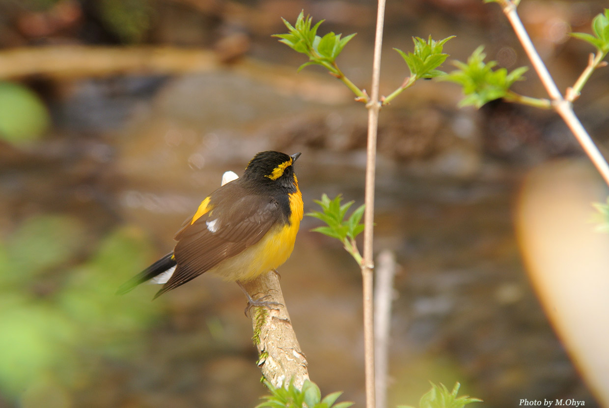 久しぶりに鳥見が出来た感覚_f0003418_20194787.jpg