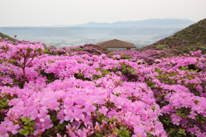 花盛りの仙酔峡_f0197319_21524100.jpg