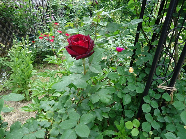 d0096422_16533819.jpg