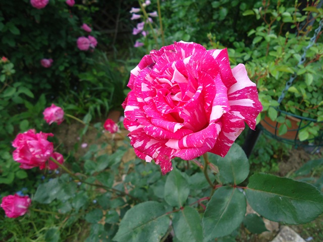 d0096422_172521.jpg