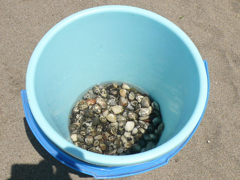 海の公園-潮干狩り_e0237625_052656.jpg