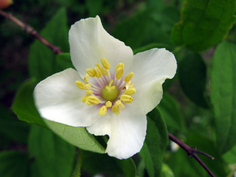 Mother\'s Day　　花いっぱい！_f0129726_2274631.jpg