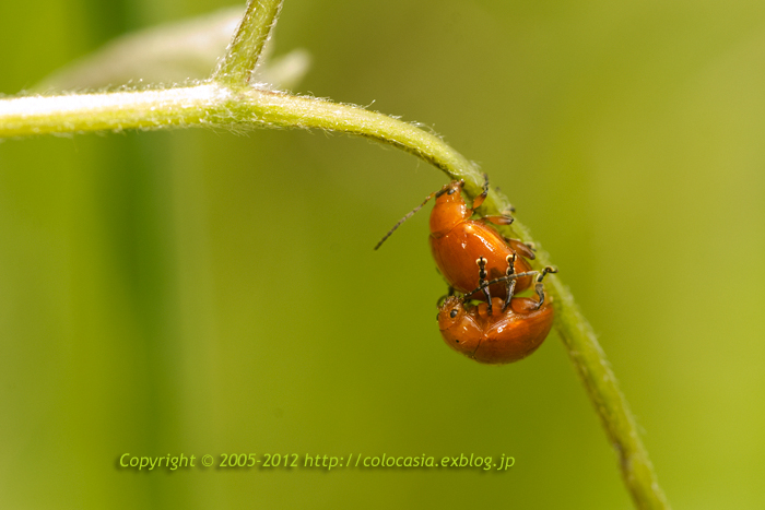 ウスイロマルノミハムシ Colocasia S Photo World