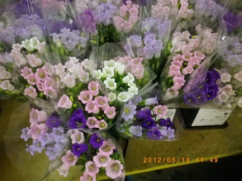 e0120932_2320363.jpg