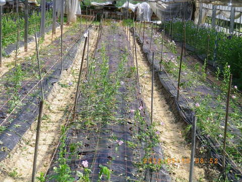 e0120932_2371760.jpg