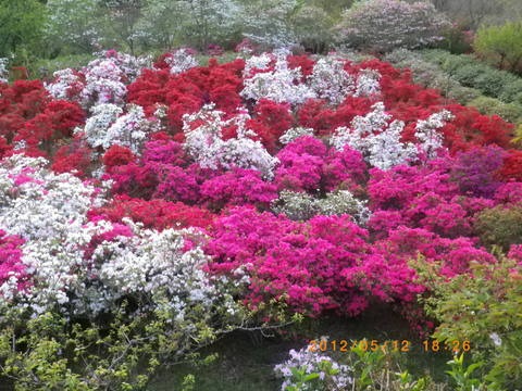 e0120932_2393946.jpg