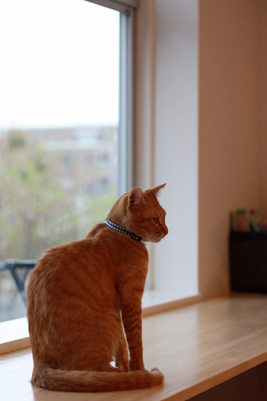 芦屋市芦屋川 芦屋ねこの手 新 間違いだらけの猫カフェ選び 芦屋市芦屋川 芦屋ねこの手 新 間違いだらけの猫カフェ選び