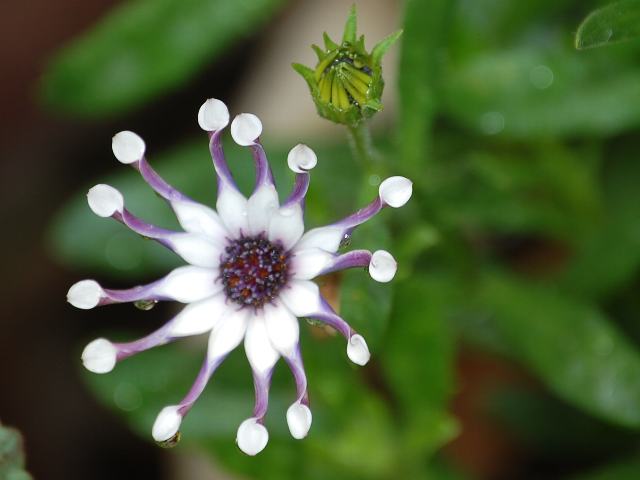 オステオスペルムム ナシンガパープル 今日の花