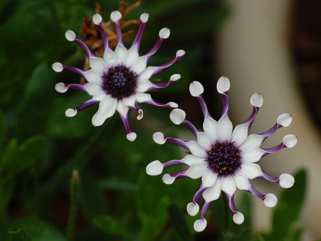 オステオスペルムム ナシンガパープル 今日の花 オステオスペルムム ナシンガパープル 今日の花