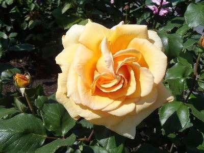 a0054240_22275174.jpg
