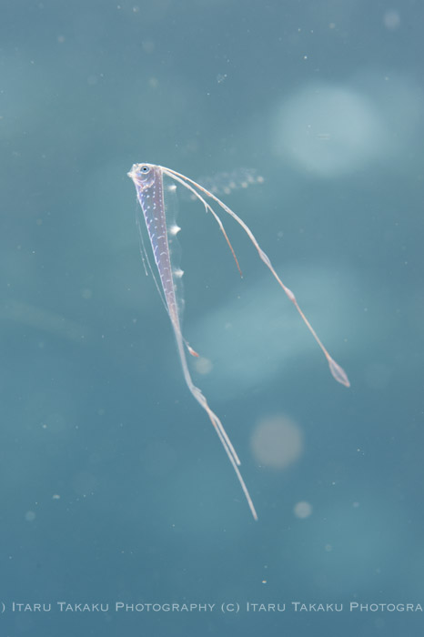 リュウグウノツカイ幼魚!_b0186442_23464935.jpg