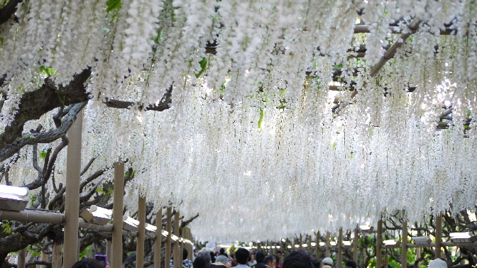 足利 あしかがフラワーパーク 2012春_e0227942_010695.jpg