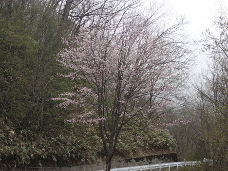 観音峠から信濃坂付近の山桜_f0219043_6512776.jpg