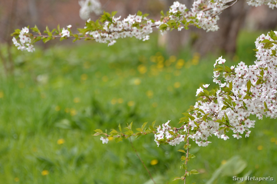 桜でお花見_f0166545_2245878.jpg