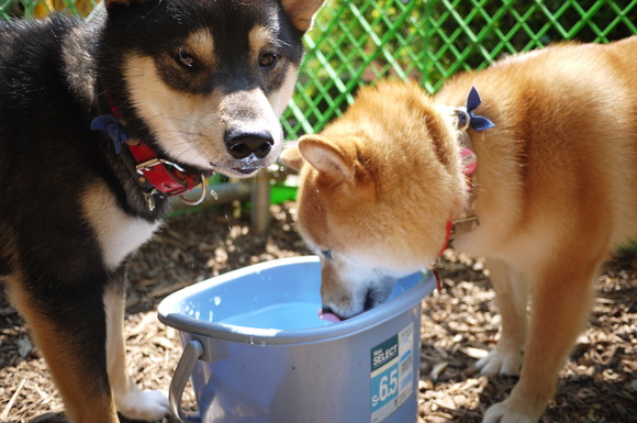 柴犬の日_e0241952_19523722.jpg