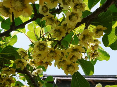 FLC日記 キウイの摘花、茶摘_a0254656_903936.jpg