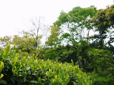 FLC日記 キウイの摘花、茶摘_a0254656_9123016.jpg