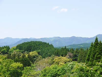 FLC日記 キウイの摘花、茶摘_a0254656_9443460.jpg