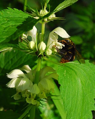 e0035757_014677.jpg