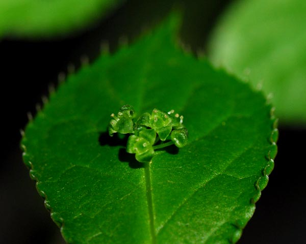 e0035757_084990.jpg