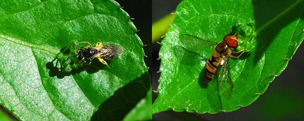 e0035757_093463.jpg