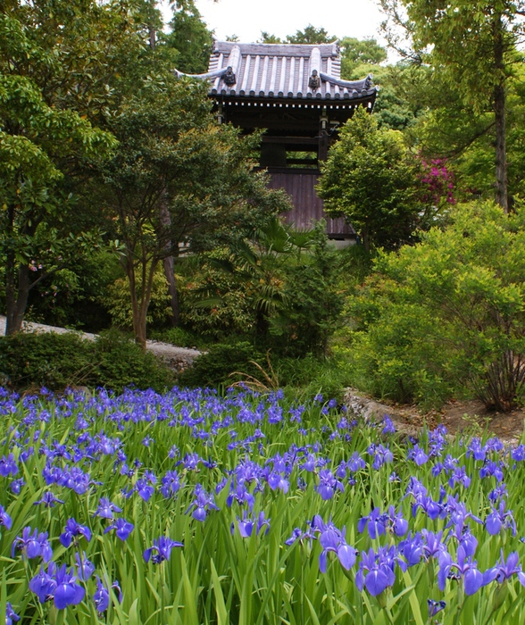 池を埋め尽くす青紫の杜若（かきつばた）　多聞寺＠神戸市垂水区_b0063958_2118796.jpg