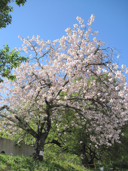 f0236260_2334690.jpg