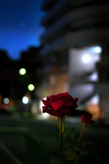 闇夜に浮かぶ真っ赤な薔薇_e0131161_1943770.jpg