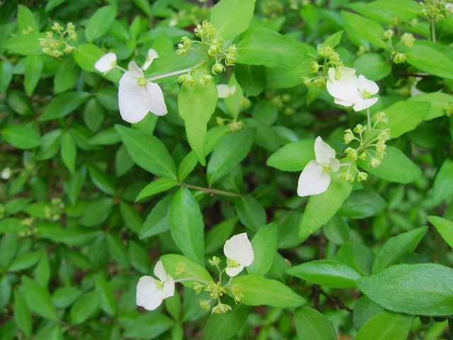 野菜の種蒔き_c0219866_18354831.jpg