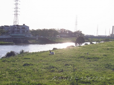 のん11thBirthday＆土手散歩_e0059267_16142275.jpg