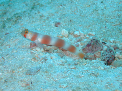 e0184067_1633166.jpg