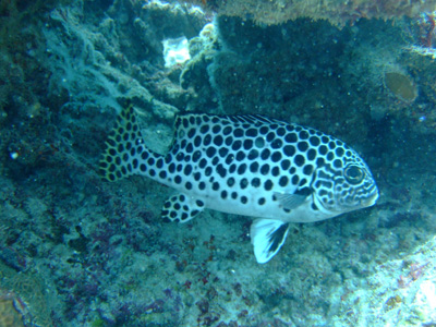e0184067_16333138.jpg