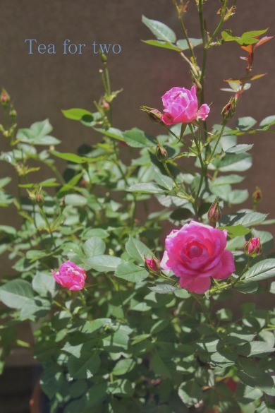e0231771_13282173.jpg